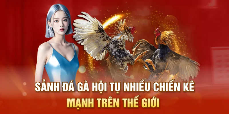 Sảnh đá gà hội tụ nhiều chiến kê mạnh trên thế giới